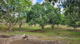 Farm Lot in Brgy. Libato, San Juan, Batangas