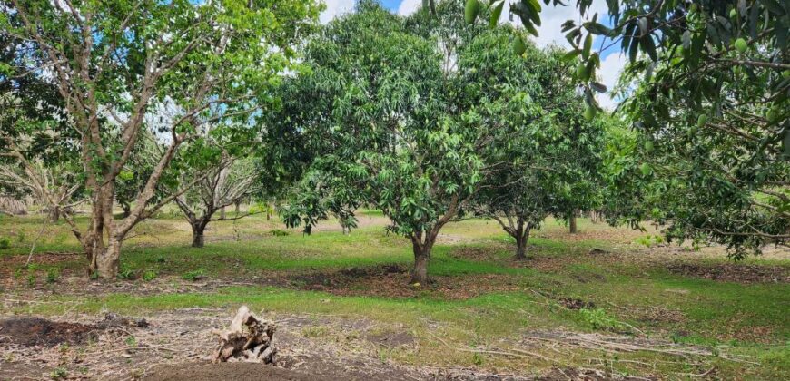 Farm Lot in Brgy. Libato, San Juan, Batangas